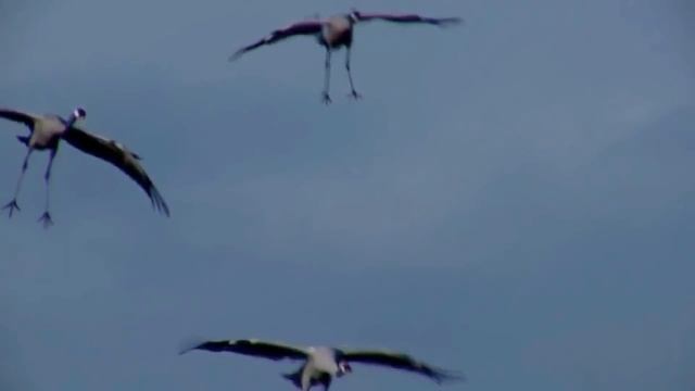 Авен Езер - "Посмотри на стаи журавлей" смотреть онлайн