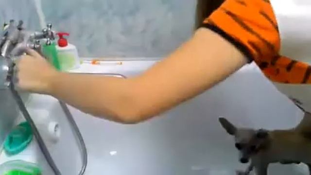У Клёпы трещины на подушечках лапах как ухаживать за собакой|Аля Сэй петс смотреть онлайн