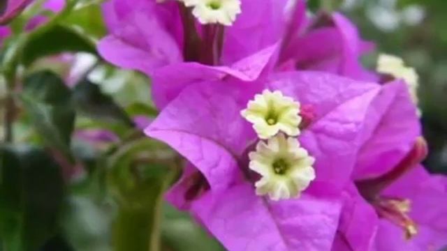 БУГЕНВИЛЛИЯ НА КИПРЕ смотреть онлайн