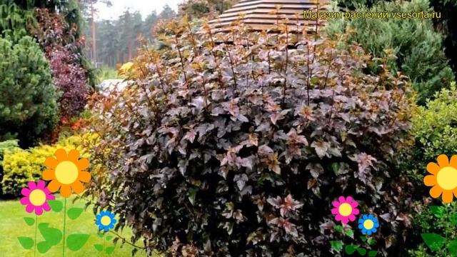 Пузыреплодник калинолистный Диабло. Краткий обзор, описание physocarpus opulifolius Diabolo смотреть онлайн