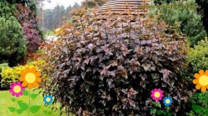 Пузыреплодник калинолистный Диабло. Краткий обзор, описание physocarpus opulifolius Diabolo