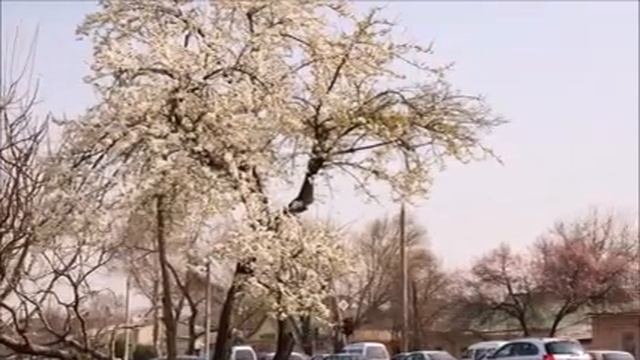 ПОГОДА В УЗБЕКИСТАНЕ НА 5 - 8 МАРТА смотреть онлайн