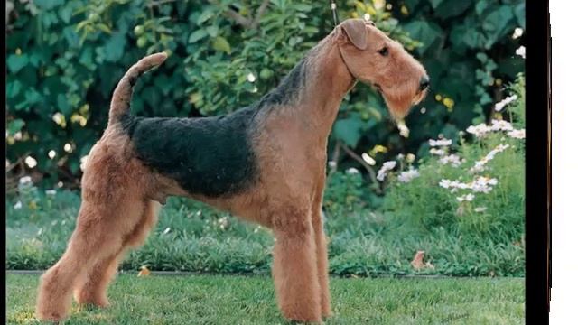 Collcetion Of Dog Breed Airedale Terrier Pictures | Airedale Terrier Dogs смотреть онлайн