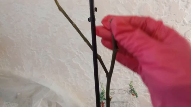 Нужно ли обрезать цветонос фаленопсиса после цветения? смотреть онлайн