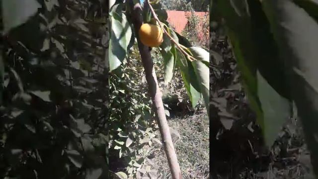 Хурма Россиянка в сентябре, созревание плодов хурмы смотреть онлайн