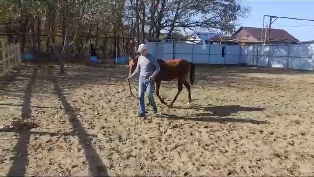 Учим лошадь давать ноги разумным методом Horse Familу .Онлайн консультации+79515024687 смотреть онлайн