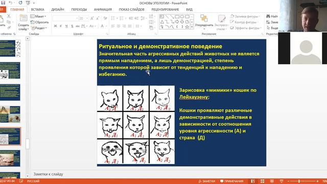 Запись урока биологии, 7 класс: Социальное поведение животных (до эусоциальных сообществ) смотреть онлайн