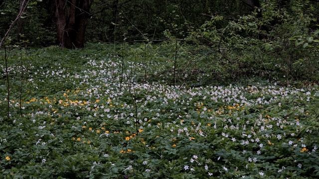 Орлинское озеро, мгновения майского вечера... смотреть онлайн