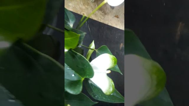 white anthurium#0772106907# смотреть онлайн