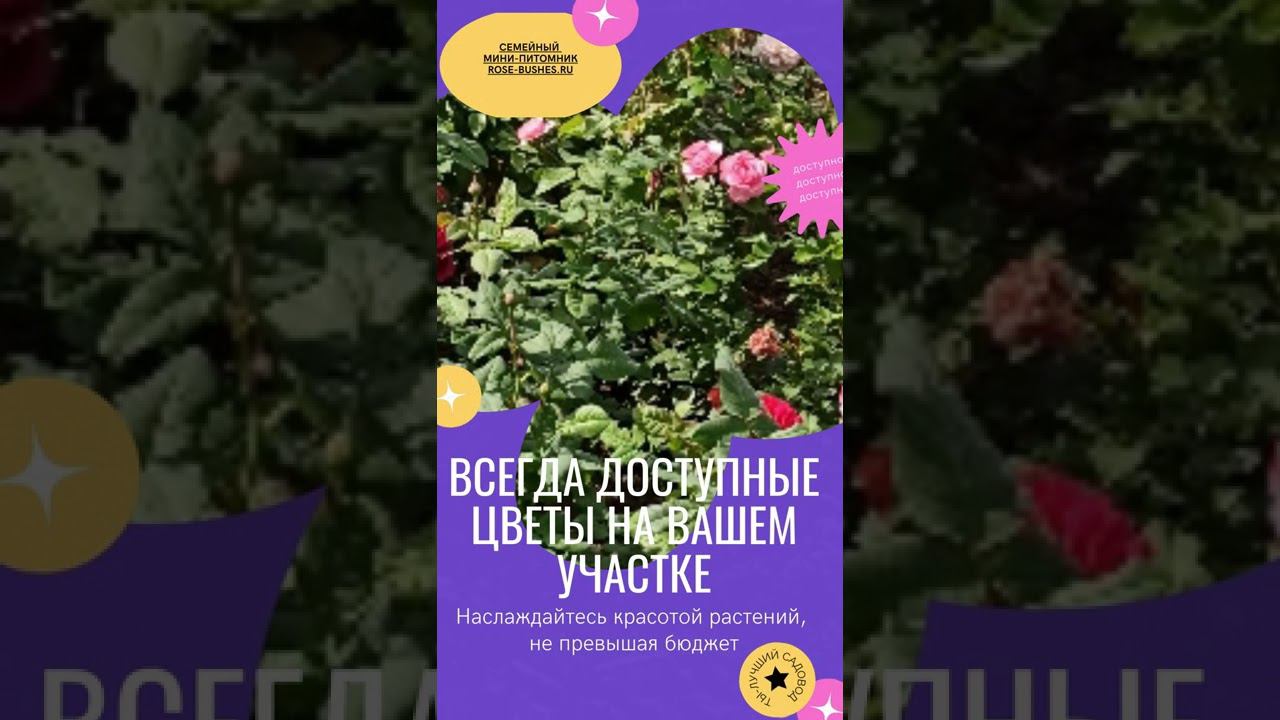 rose-bushes.ru(1) смотреть онлайн