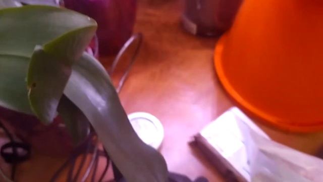 Рождественский обзор моих орхидей. Мои проблемные микроорхидеи потихоньку оживают. смотреть онлайн