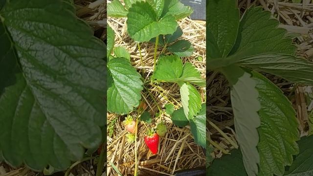 Сорт Giusy (джуси)