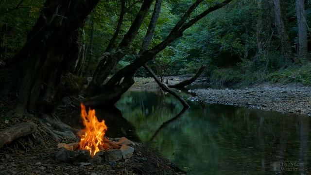 Пересадка смородины весной на новое место