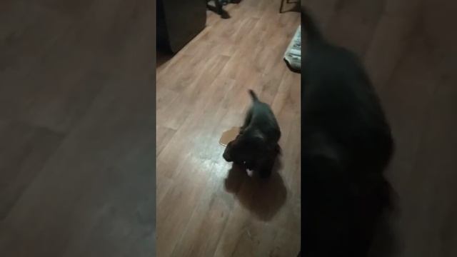 кане-корсо, первый день дома, первая встреча с котом... смотреть онлайн