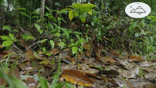 Казуар 2 серия- Птица динозавр смотреть онлайн