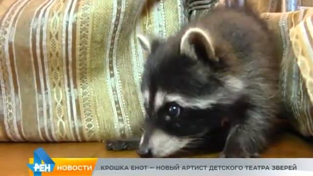 Енот в театре "Кошка в Лукошке" смотреть онлайн