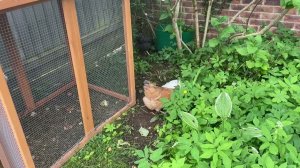 Garden Chicken Coop UK - Pets Imperial Chicken Coop - Mud bath time again