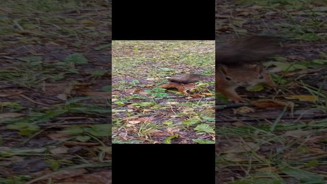 Покормил белочку в парке. смотреть онлайн