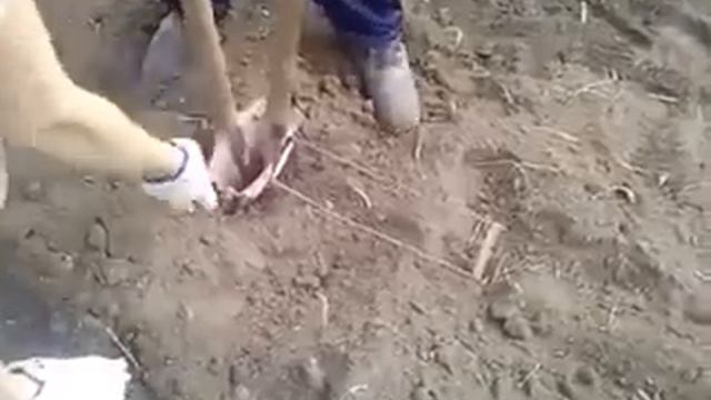 КАК БЫСТРО САЖАТЬ КАРТОШКУ