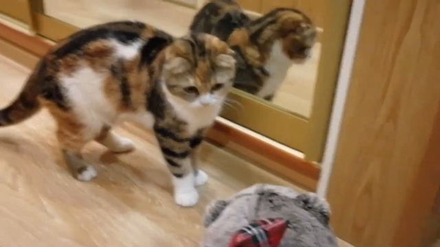 Реакция кошки на кота Басика смотреть онлайн