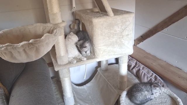 Почему мама кошка кусает котенка? Он очень послушный ? смотреть онлайн