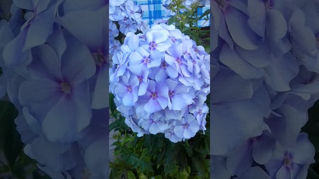 Цветная радость смотреть онлайн