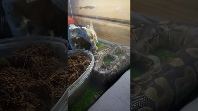 Королевский питон смотреть онлайн