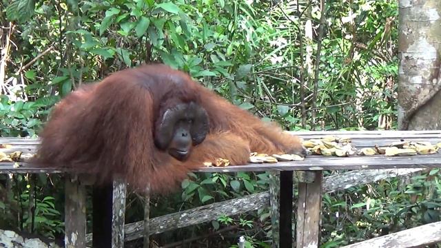 Orangutan and Komodo Trip смотреть онлайн