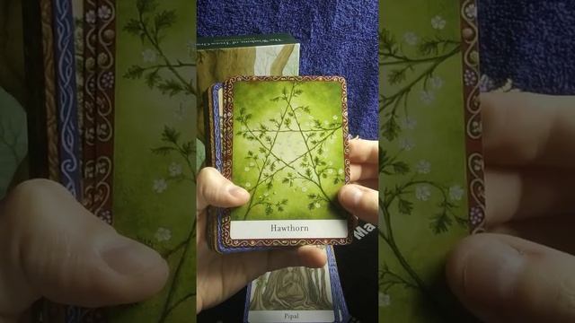 Deck review: The Wisdom of Trees Oracle смотреть онлайн