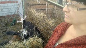 #Козы# упали удои,что делать.?