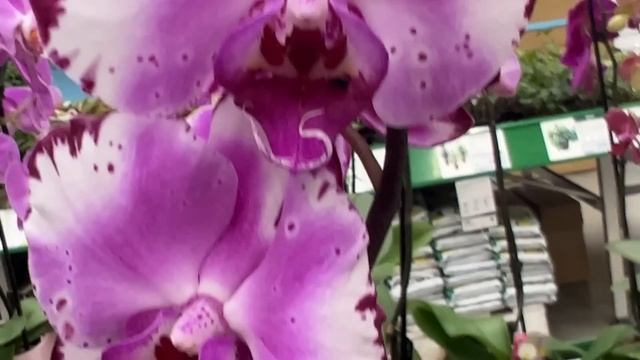Свежее поступление на Шоу Орхидей. Снова привезли Макодес. смотреть онлайн