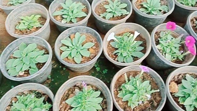 Verity Petunia Plants, Very Cute // Ponnu Garden Ponnu смотреть онлайн