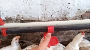///Автоматическое поение бройлера! какие поилки лучше???///
