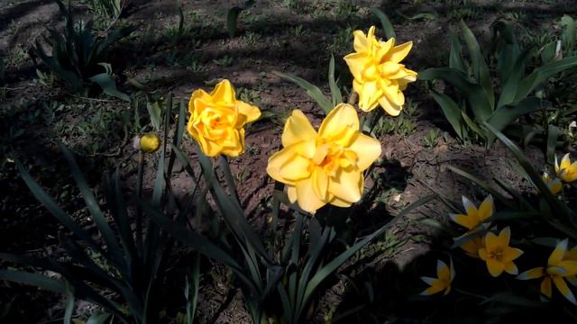 Нарцисс (лат. Narcissus) смотреть онлайн