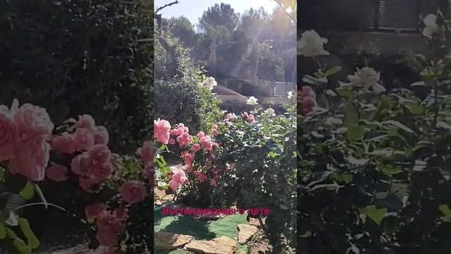 ВОСПРМИНАНИЯ О ЛЕТЕ смотреть онлайн