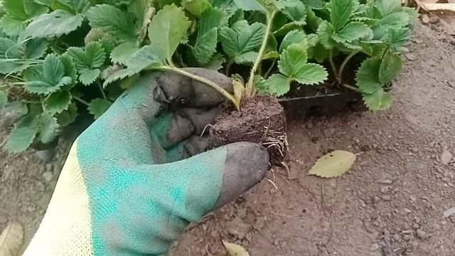 Касетная рассада клубники ЛЕГКО Итог#2|Рассада клубники без фогеров в кассете|Размножение клубники смотреть онлайн