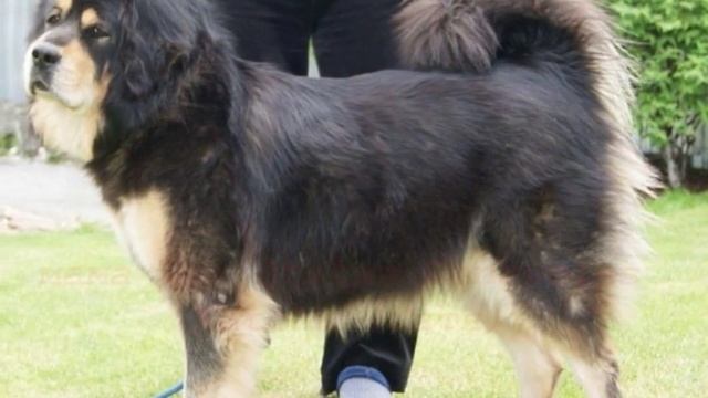 Щенки тибетского мастифа из питомника "Кубанская Сакура" смотреть онлайн