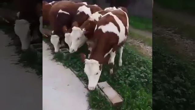 Симментал Телки КРС Сементал смотреть онлайн