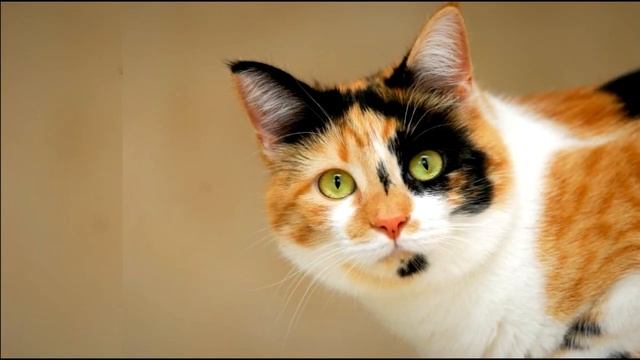 Черепаховый окрас трёхцветных кошек.Или почему нет трёхцветных котов? смотреть онлайн