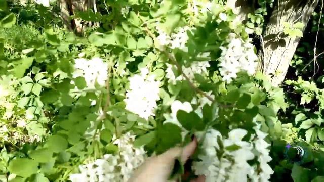 Как цветёт акация и какие умные собаки бывают) смотреть онлайн