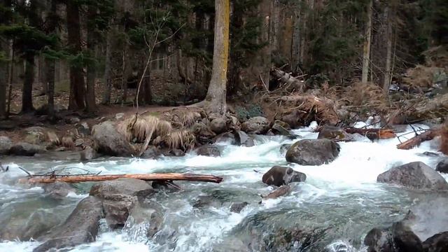 Сказочный лес смотреть онлайн