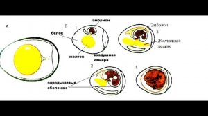 § 28 Размножение и развитие птиц