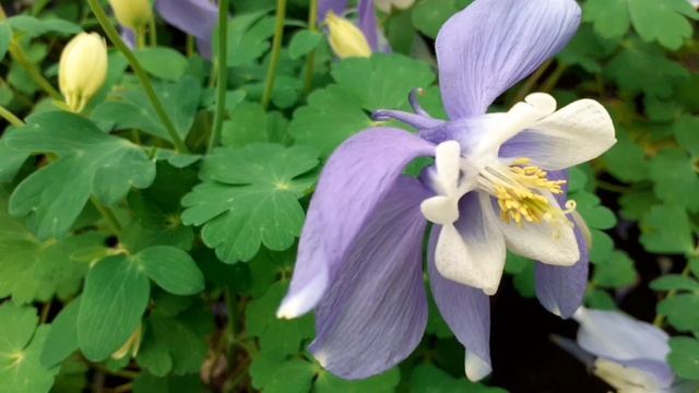 #aquilegia #caerulea #akelei #plant #flowers смотреть онлайн
