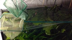 Аквариум для новичков. Как поймать рыбку в аквариуме? Маленький секретик.