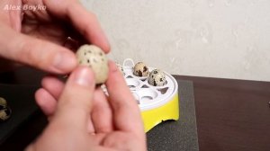 Инкубатор из Китая. Часть 3. Просветил яйца фонариком! Там что-то есть! Овоскопия. alex boyko
