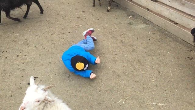Баран бодает ребенка смотреть онлайн