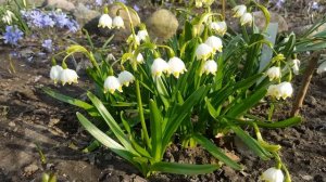 Белоцветник . Leucojum vernum . Подснежник .