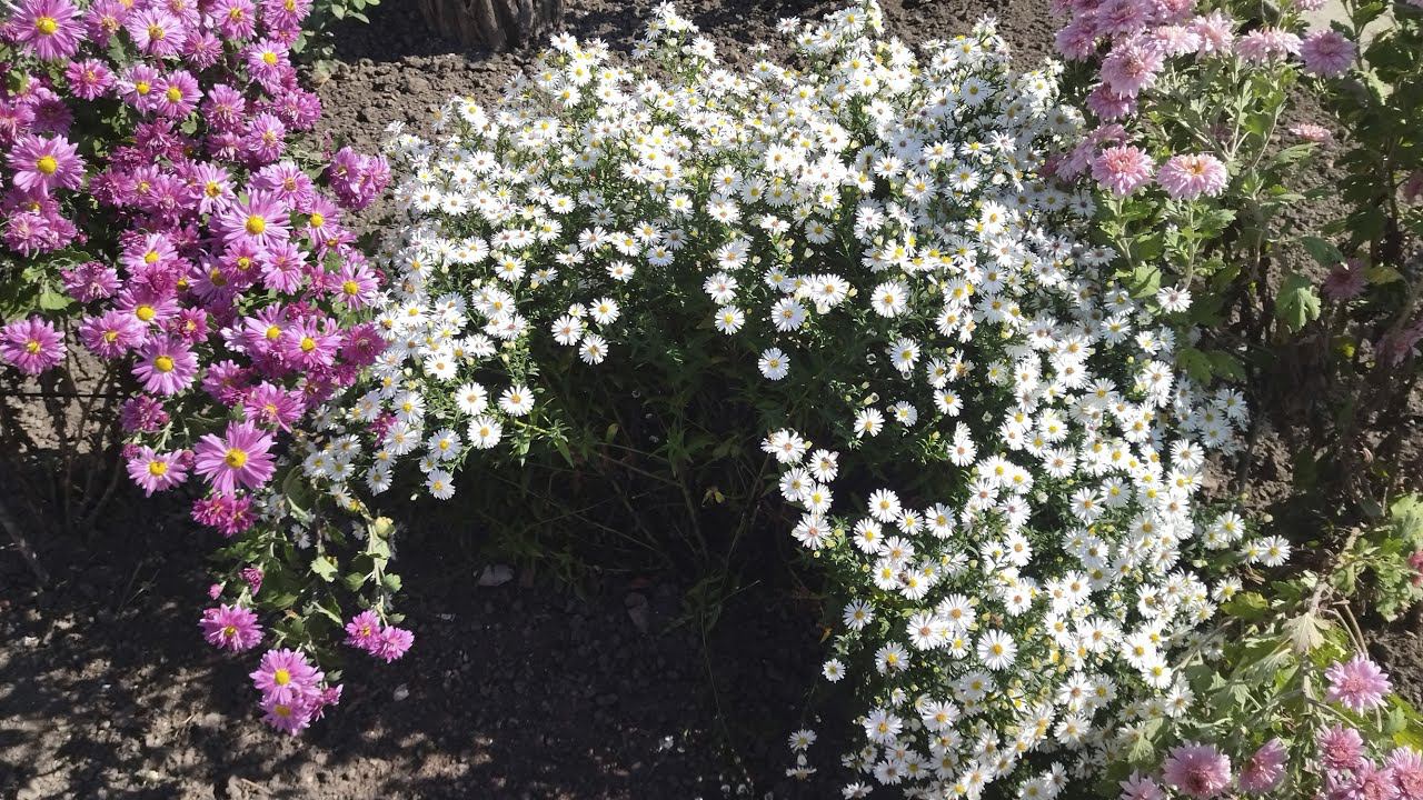 Мои осенние цветы | Что растет у меня на участке смотреть онлайн