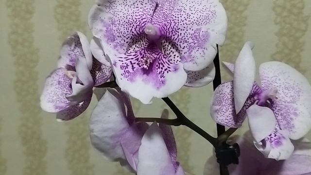 Первая красотка в 2024 гQueen Kizz. смотреть онлайн