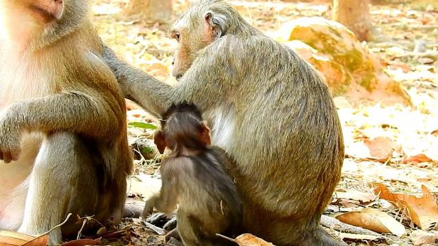 Amazing !! April Monkey Got Best Grooming From Big Cara Monkey